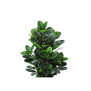 Monarch Home Decor Artificial Plants I 9507 IMAGE 5