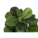 Monarch Home Decor Artificial Plants I 9585 IMAGE 5
