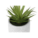  Monarch I 9362 2Pcs 9"H Succulent In 5" Cement Pot - Green/White IMAGE 4