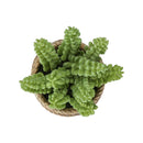  Monarch I 9367 2Pcs 7"H Succulent In 4" Cement Pot - Green/Brown IMAGE 1