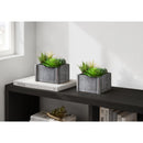  Monarch I 9370 2Pcs 8"H Succulent In 7"X 7" Wood Pot - Green/Brown/White IMAGE 3