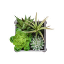  Monarch I 9370 2Pcs 8"H Succulent In 7"X 7" Wood Pot - Green/Brown/White IMAGE 4